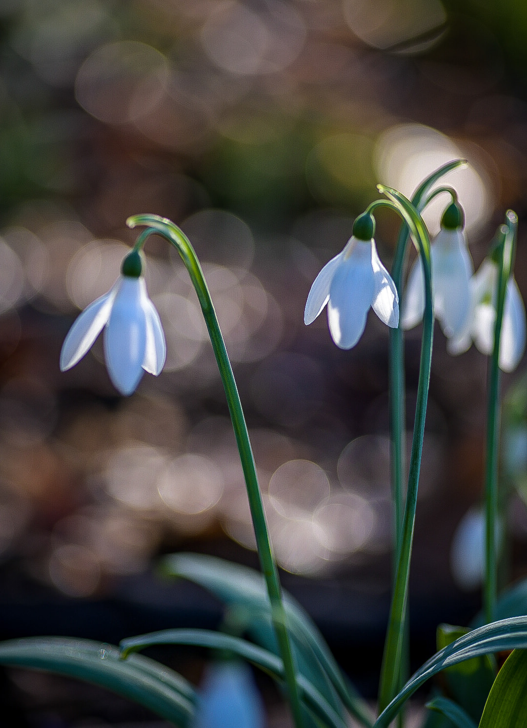 Snowdrop